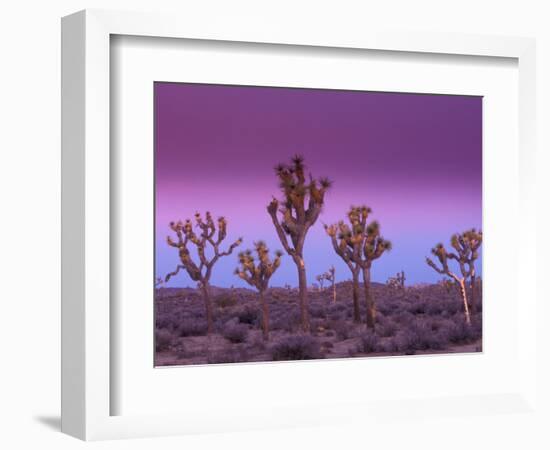 Joshua Trees at Sunrise, Mojave Desert, Joshua Tree National Monument, California, USA-Art Wolfe-Framed Photographic Print