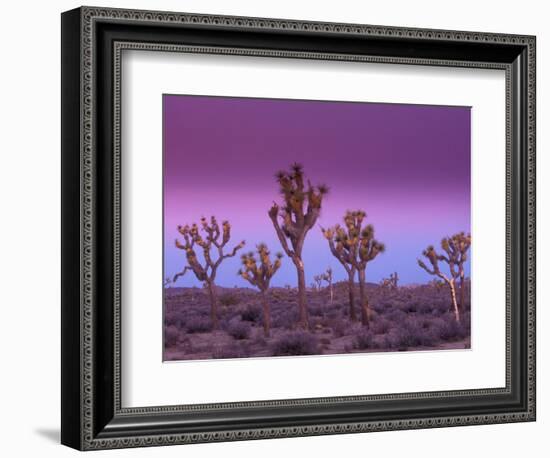 Joshua Trees at Sunrise, Mojave Desert, Joshua Tree National Monument, California, USA-Art Wolfe-Framed Photographic Print