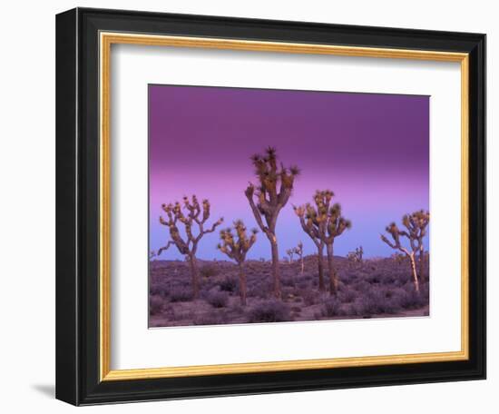 Joshua Trees at Sunrise, Mojave Desert, Joshua Tree National Monument, California, USA-Art Wolfe-Framed Photographic Print