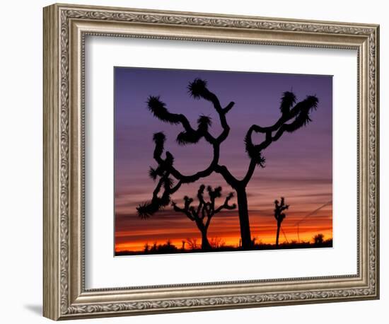 Joshua Trees at Sunrise, Mojave Desert, Joshua Tree National Monument, California, USA-Art Wolfe-Framed Photographic Print