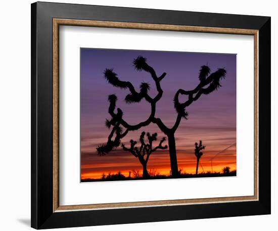 Joshua Trees at Sunrise, Mojave Desert, Joshua Tree National Monument, California, USA-Art Wolfe-Framed Photographic Print