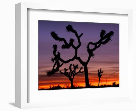 Joshua Trees at Sunrise, Mojave Desert, Joshua Tree National Monument, California, USA-Art Wolfe-Framed Photographic Print