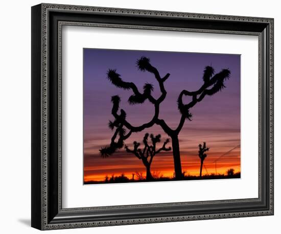 Joshua Trees at Sunrise, Mojave Desert, Joshua Tree National Monument, California, USA-Art Wolfe-Framed Photographic Print