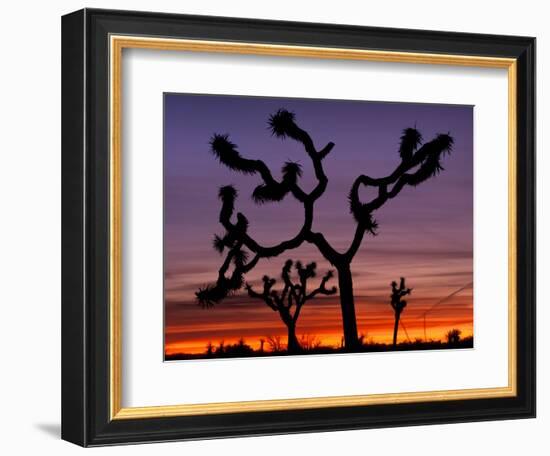 Joshua Trees at Sunrise, Mojave Desert, Joshua Tree National Monument, California, USA-Art Wolfe-Framed Photographic Print