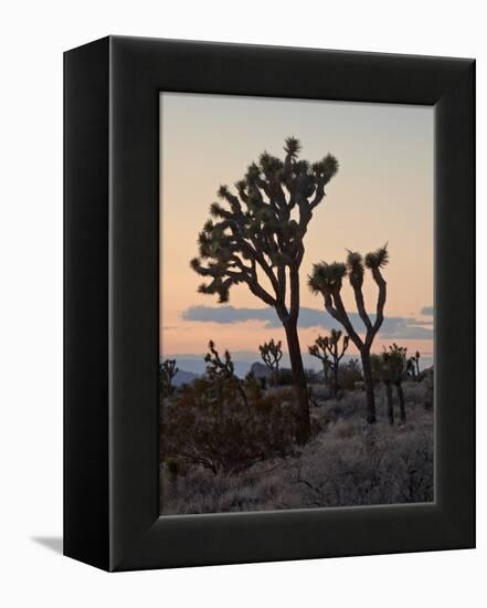 Joshua Trees at Sunset, Joshua Tree National Park, California-James Hager-Framed Premier Image Canvas