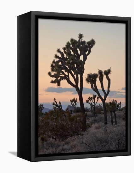 Joshua Trees at Sunset, Joshua Tree National Park, California-James Hager-Framed Premier Image Canvas