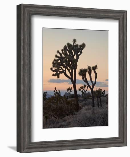 Joshua Trees at Sunset, Joshua Tree National Park, California-James Hager-Framed Photographic Print