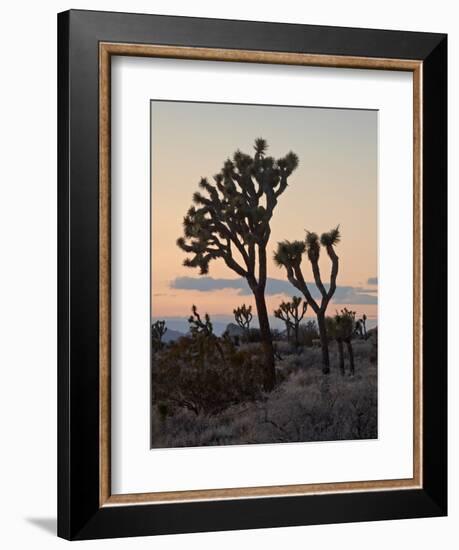 Joshua Trees at Sunset, Joshua Tree National Park, California-James Hager-Framed Photographic Print