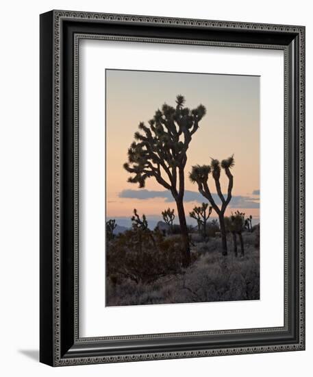 Joshua Trees at Sunset, Joshua Tree National Park, California-James Hager-Framed Photographic Print