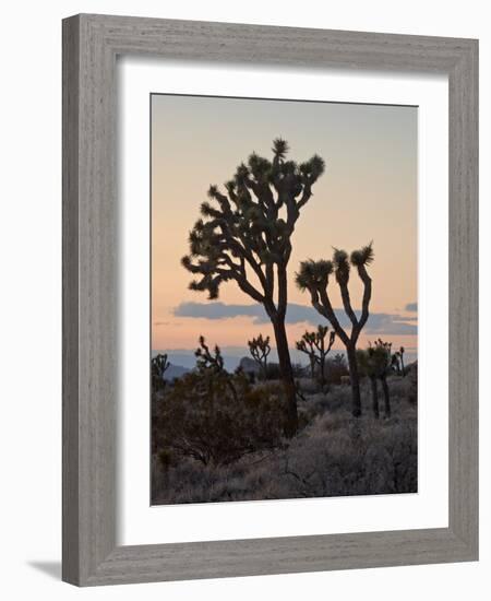 Joshua Trees at Sunset, Joshua Tree National Park, California-James Hager-Framed Photographic Print