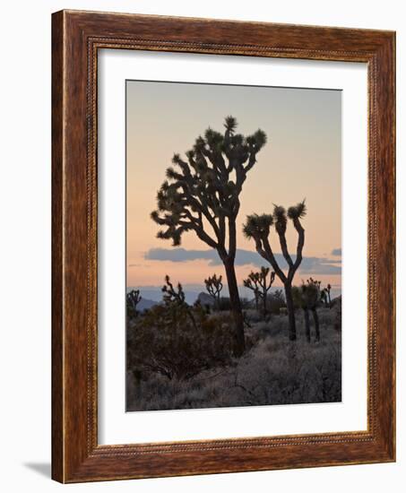 Joshua Trees at Sunset, Joshua Tree National Park, California-James Hager-Framed Photographic Print