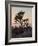 Joshua Trees at Sunset, Joshua Tree National Park, California-James Hager-Framed Photographic Print