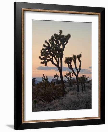 Joshua Trees at Sunset, Joshua Tree National Park, California-James Hager-Framed Photographic Print