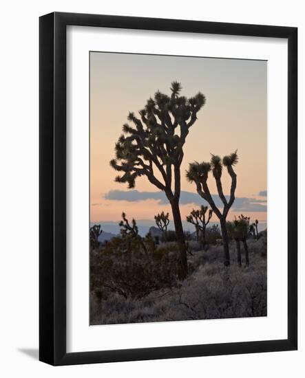 Joshua Trees at Sunset, Joshua Tree National Park, California-James Hager-Framed Photographic Print