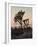 Joshua Trees at Sunset, Joshua Tree National Park, California-James Hager-Framed Photographic Print