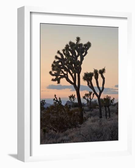 Joshua Trees at Sunset, Joshua Tree National Park, California-James Hager-Framed Photographic Print