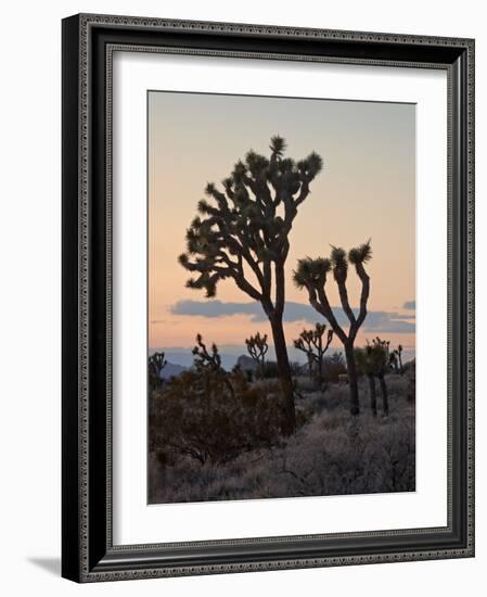 Joshua Trees at Sunset, Joshua Tree National Park, California-James Hager-Framed Photographic Print