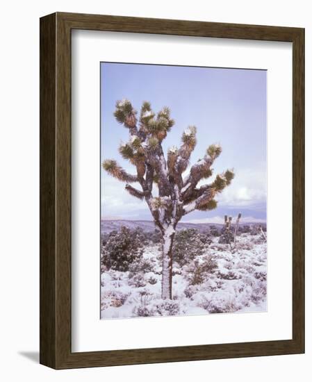 Joshua Trees Grow in the Foothills Leading to Mt. Charleston, north of Las Vegas, Nevada, USA-Brent Bergherm-Framed Photographic Print