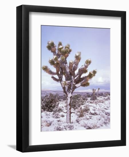 Joshua Trees Grow in the Foothills Leading to Mt. Charleston, north of Las Vegas, Nevada, USA-Brent Bergherm-Framed Photographic Print