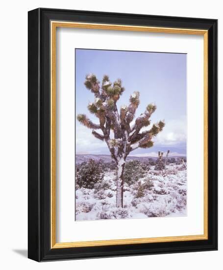 Joshua Trees Grow in the Foothills Leading to Mt. Charleston, north of Las Vegas, Nevada, USA-Brent Bergherm-Framed Photographic Print