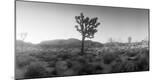 Premium Photographic Print