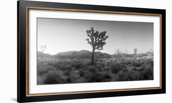 Joshua Trees in a Desert at Sunrise, Joshua Tree National Park, San Bernardino County-null-Framed Photographic Print