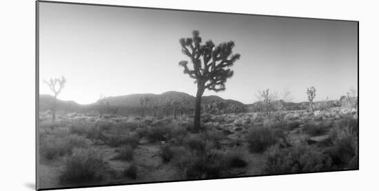 Joshua Trees in a Desert at Sunrise, Joshua Tree National Park, San Bernardino County-null-Mounted Photographic Print