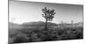 Joshua Trees in a Desert at Sunrise, Joshua Tree National Park, San Bernardino County-null-Mounted Photographic Print