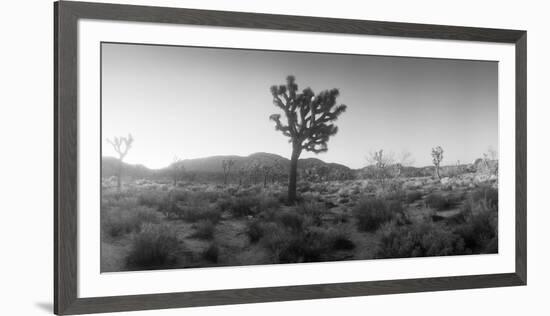 Joshua Trees in a Desert at Sunrise, Joshua Tree National Park, San Bernardino County-null-Framed Photographic Print