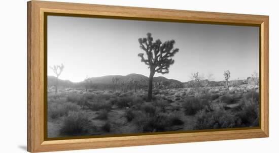 Joshua Trees in a Desert at Sunrise, Joshua Tree National Park, San Bernardino County-null-Framed Premier Image Canvas