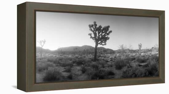 Joshua Trees in a Desert at Sunrise, Joshua Tree National Park, San Bernardino County-null-Framed Premier Image Canvas