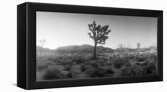 Joshua Trees in a Desert at Sunrise, Joshua Tree National Park, San Bernardino County-null-Framed Premier Image Canvas