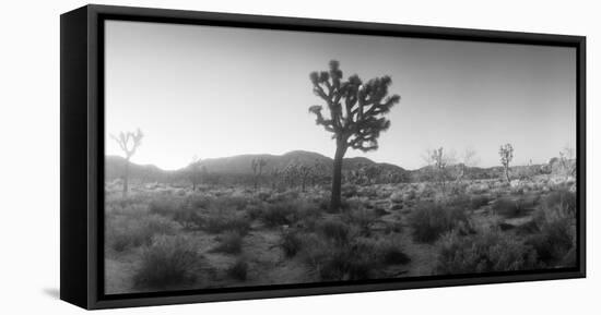 Joshua Trees in a Desert at Sunrise, Joshua Tree National Park, San Bernardino County-null-Framed Premier Image Canvas