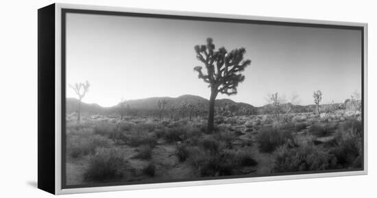 Joshua Trees in a Desert at Sunrise, Joshua Tree National Park, San Bernardino County-null-Framed Premier Image Canvas