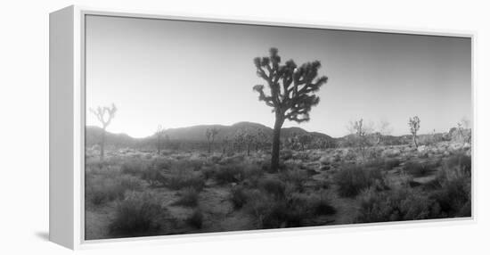 Joshua Trees in a Desert at Sunrise, Joshua Tree National Park, San Bernardino County-null-Framed Premier Image Canvas