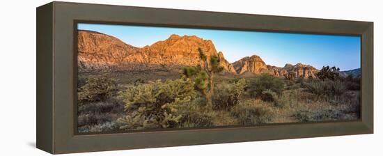 Joshua Trees in a Desert, Red Rock Canyon, Las Vegas, Nevada, USA-null-Framed Premier Image Canvas