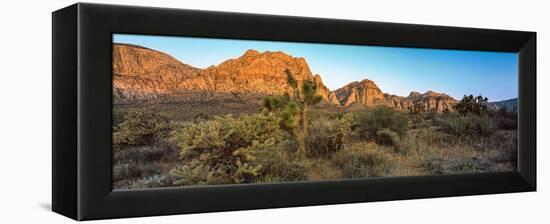 Joshua Trees in a Desert, Red Rock Canyon, Las Vegas, Nevada, USA-null-Framed Premier Image Canvas