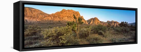 Joshua Trees in a Desert, Red Rock Canyon, Las Vegas, Nevada, USA-null-Framed Premier Image Canvas