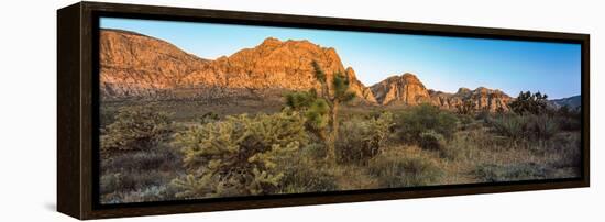 Joshua Trees in a Desert, Red Rock Canyon, Las Vegas, Nevada, USA-null-Framed Premier Image Canvas
