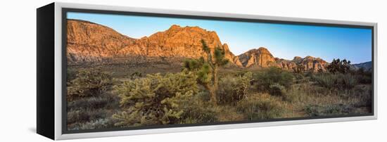 Joshua Trees in a Desert, Red Rock Canyon, Las Vegas, Nevada, USA-null-Framed Premier Image Canvas