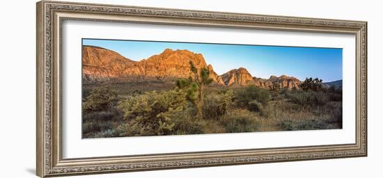 Joshua Trees in a Desert, Red Rock Canyon, Las Vegas, Nevada, USA-null-Framed Photographic Print