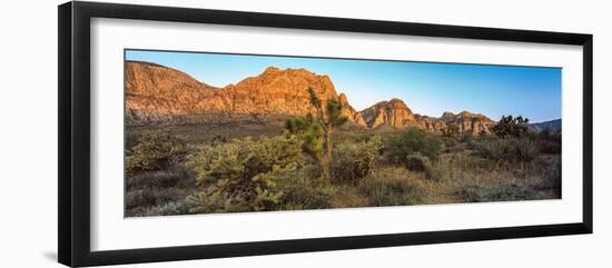 Joshua Trees in a Desert, Red Rock Canyon, Las Vegas, Nevada, USA-null-Framed Photographic Print