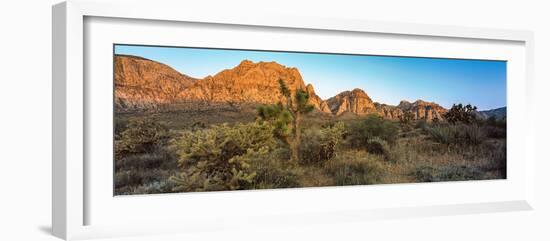 Joshua Trees in a Desert, Red Rock Canyon, Las Vegas, Nevada, USA-null-Framed Photographic Print