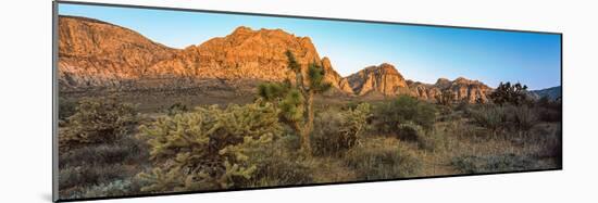 Joshua Trees in a Desert, Red Rock Canyon, Las Vegas, Nevada, USA-null-Mounted Photographic Print