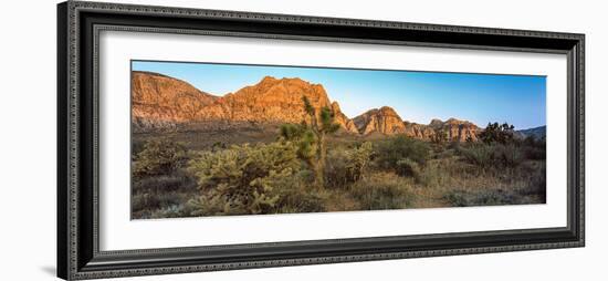 Joshua Trees in a Desert, Red Rock Canyon, Las Vegas, Nevada, USA-null-Framed Photographic Print