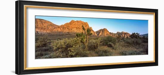 Joshua Trees in a Desert, Red Rock Canyon, Las Vegas, Nevada, USA-null-Framed Photographic Print