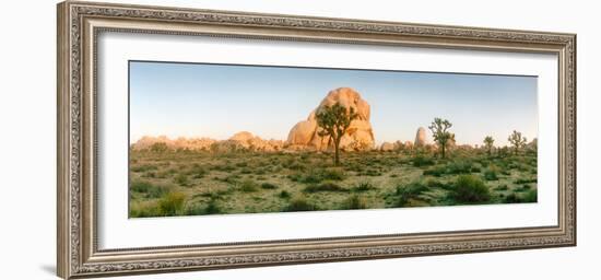 Joshua Trees in Desert at Sunrise, Joshua Tree National Park, San Bernardino County-null-Framed Photographic Print