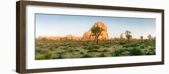 Joshua Trees in Desert at Sunrise, Joshua Tree National Park, San Bernardino County-null-Framed Photographic Print