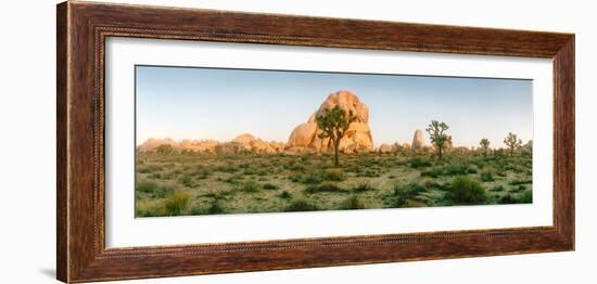 Joshua Trees in Desert at Sunrise, Joshua Tree National Park, San Bernardino County-null-Framed Photographic Print