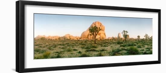 Joshua Trees in Desert at Sunrise, Joshua Tree National Park, San Bernardino County-null-Framed Photographic Print